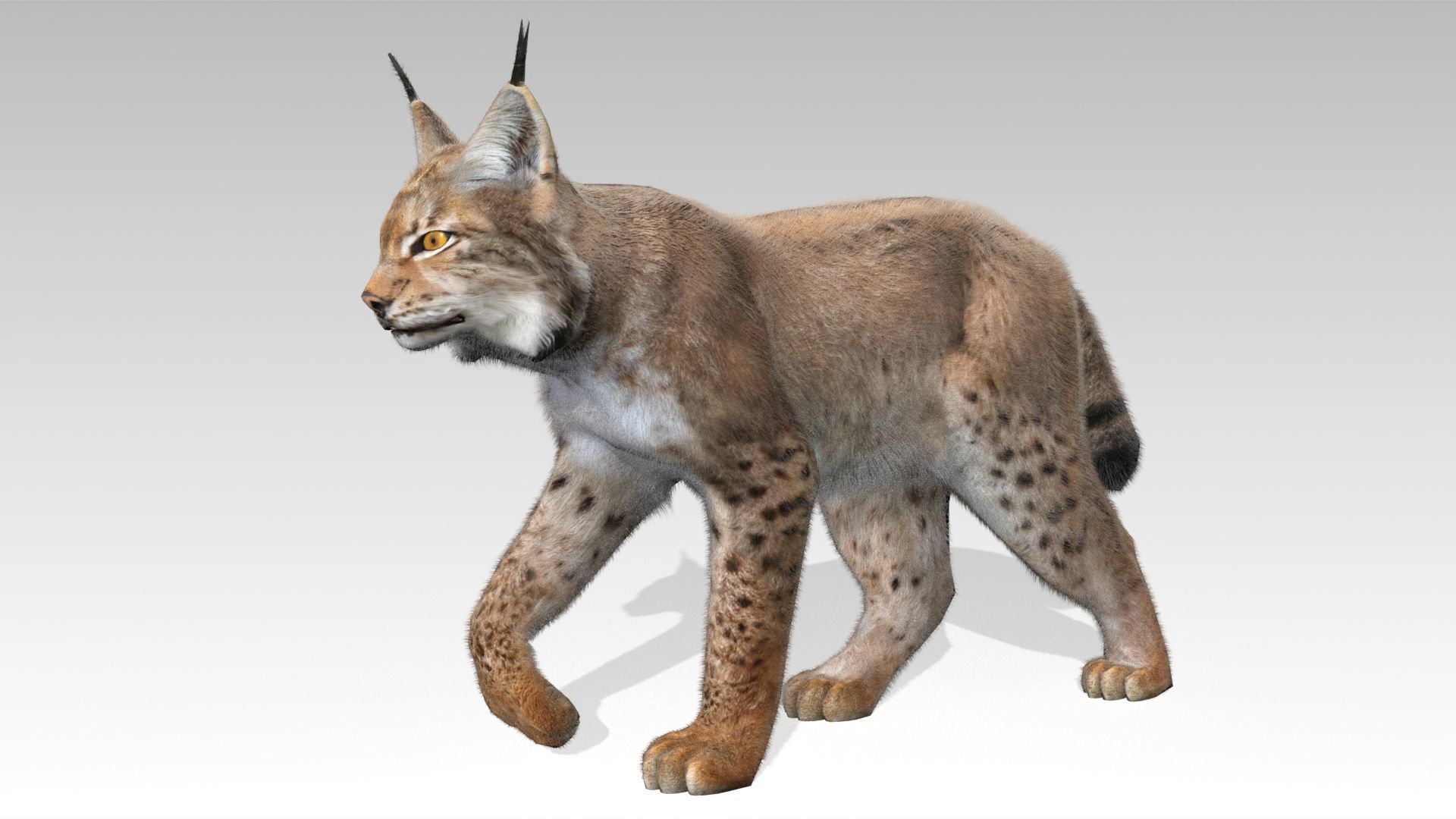 Lynx Animated Low-poly 3D model_10