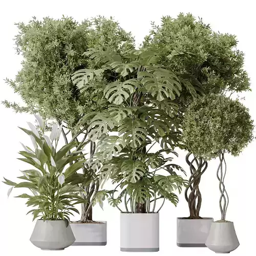 Indoor plant set 56 3D model