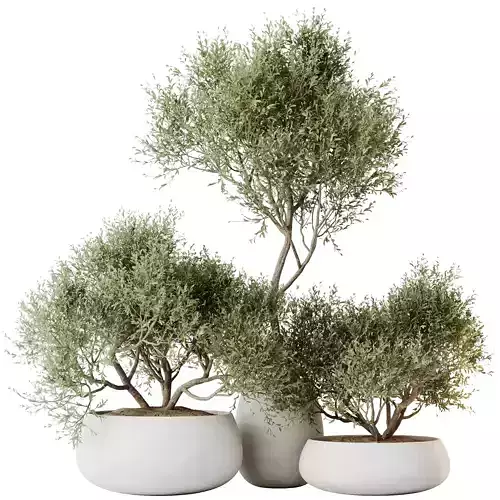 Kalamata Leccino Arbequina Wilsonii Chemlali Olive Set 28 3D model