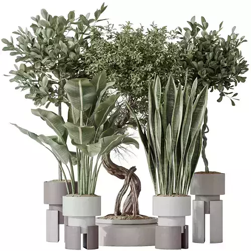 Indoor plant set 57 3D model
