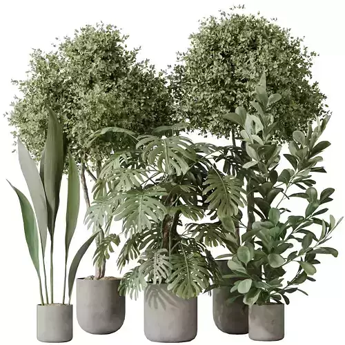 Indoor plant set 59 3D model