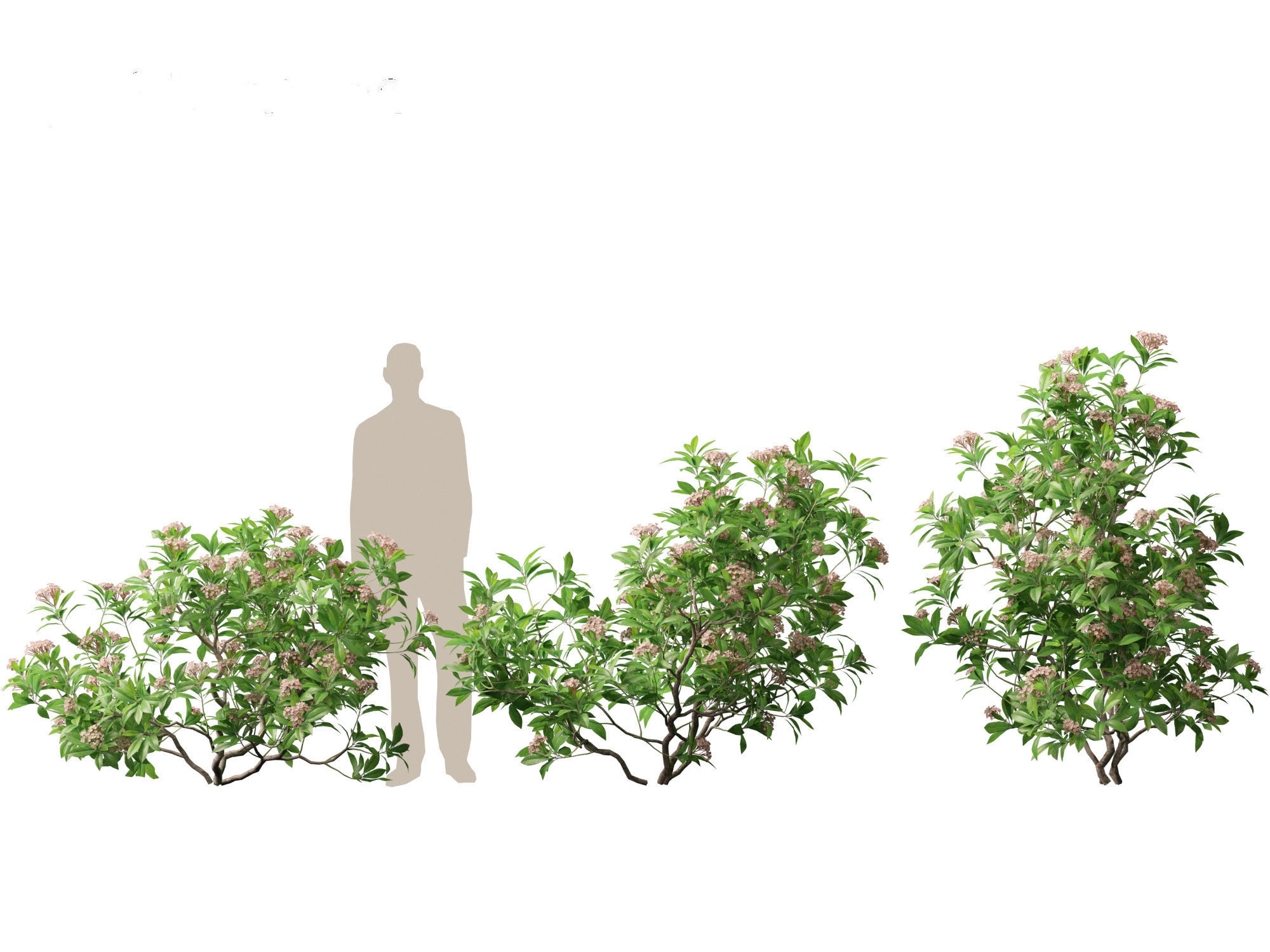 Kalmia latifolia - Mountain laurel  3D model_6