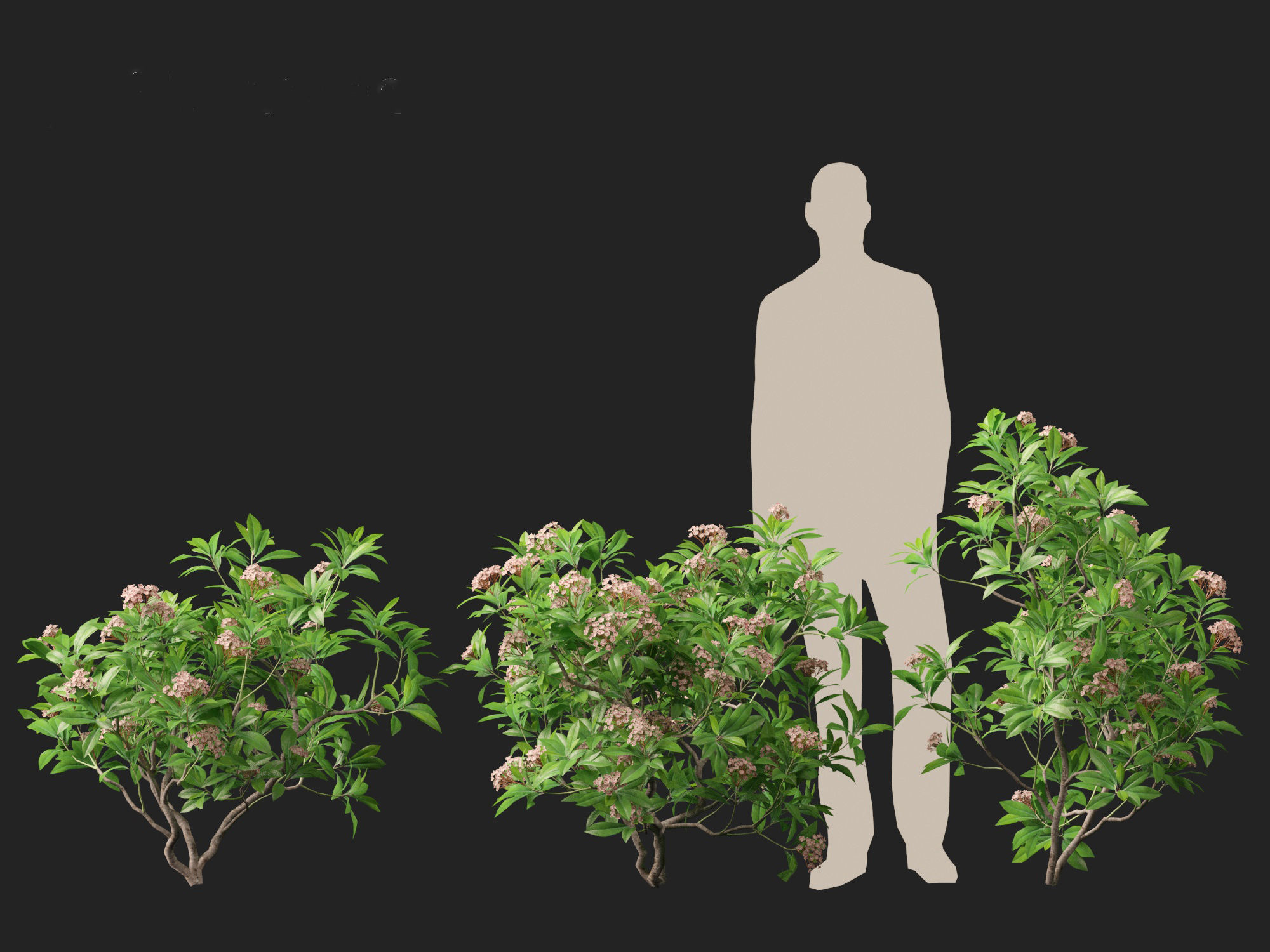 Kalmia latifolia - Mountain laurel  3D model_5