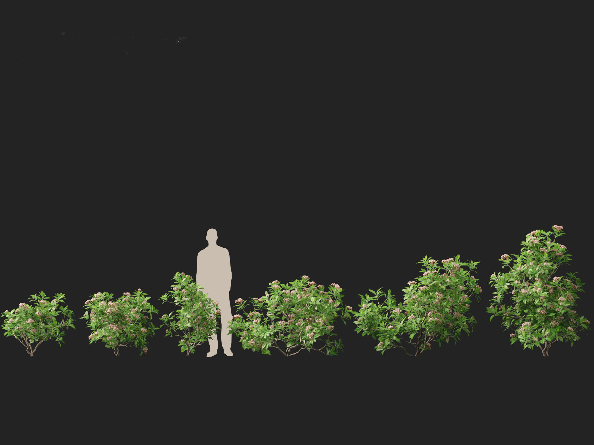 Kalmia latifolia - Mountain laurel  3D model_3