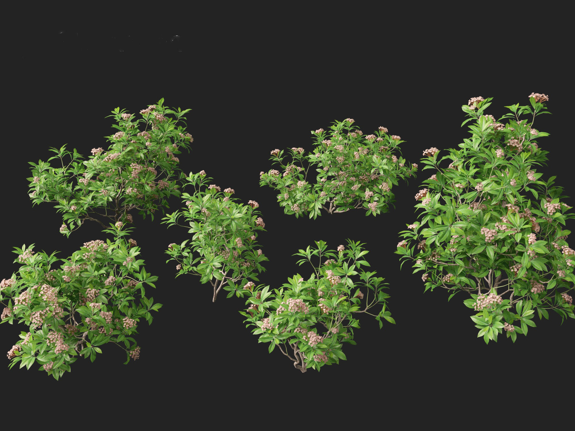 Kalmia latifolia - Mountain laurel  3D model_8