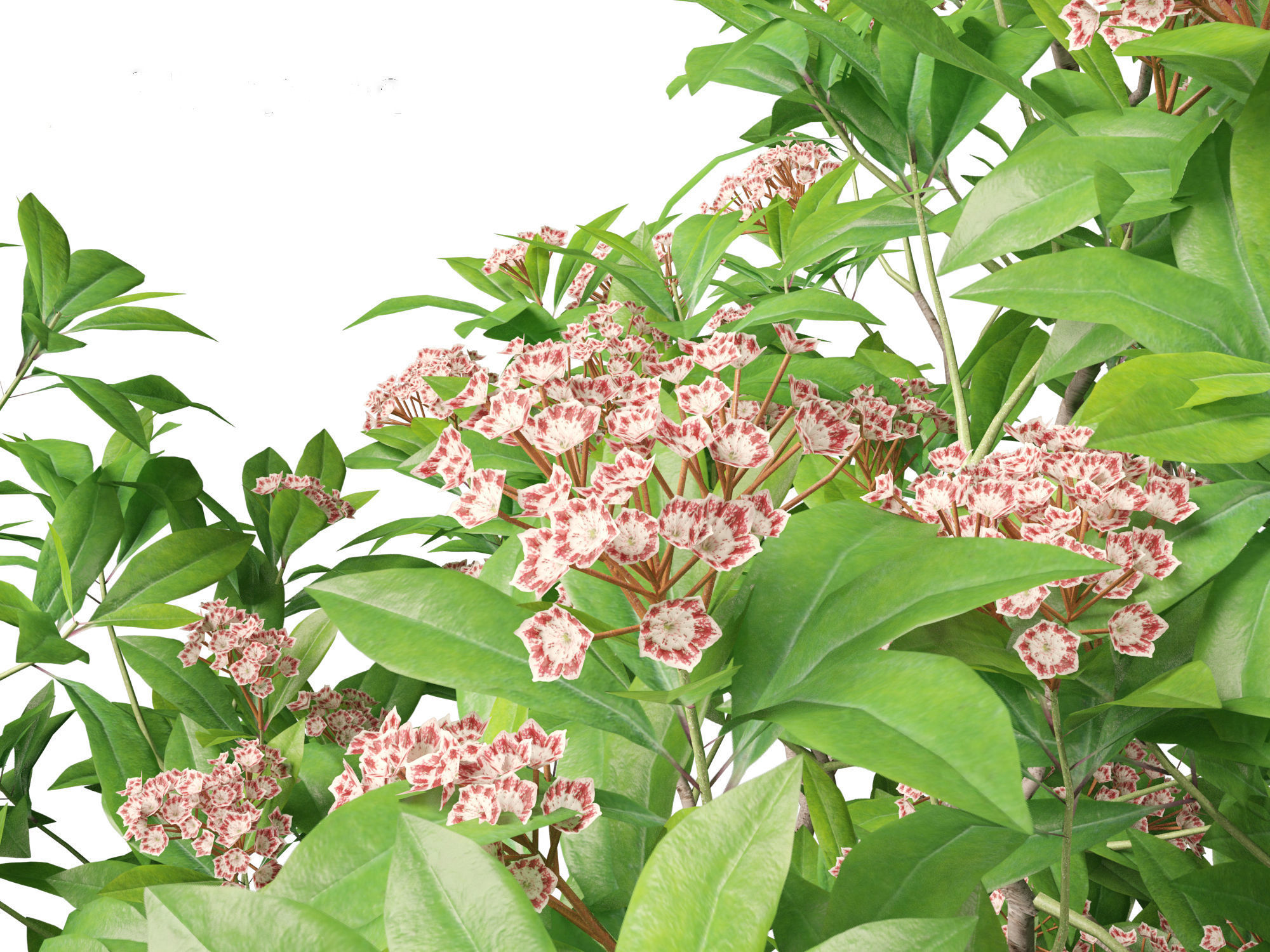 Kalmia latifolia - Mountain laurel  3D model_9