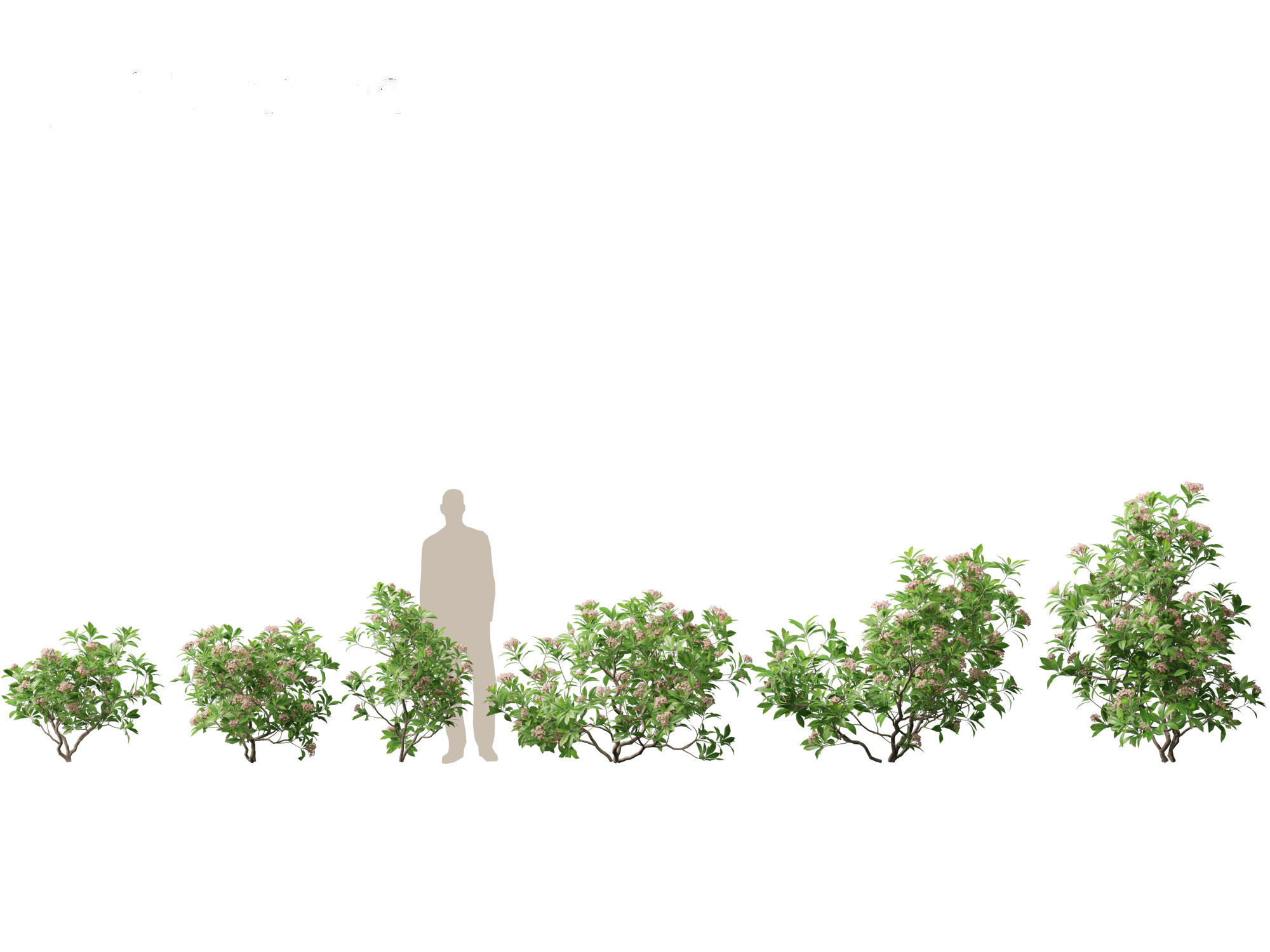 Kalmia latifolia - Mountain laurel  3D model_1