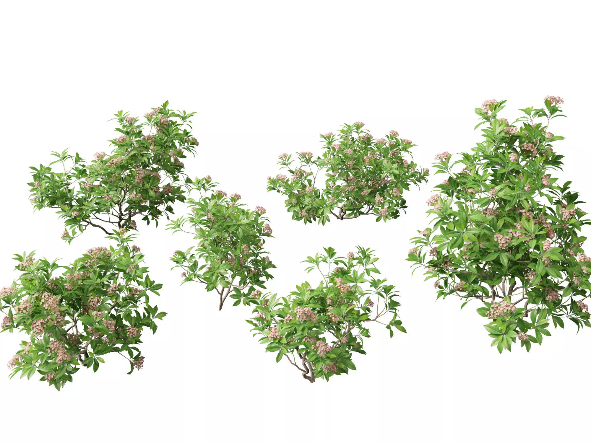 Kalmia latifolia - Mountain laurel  3D model_0