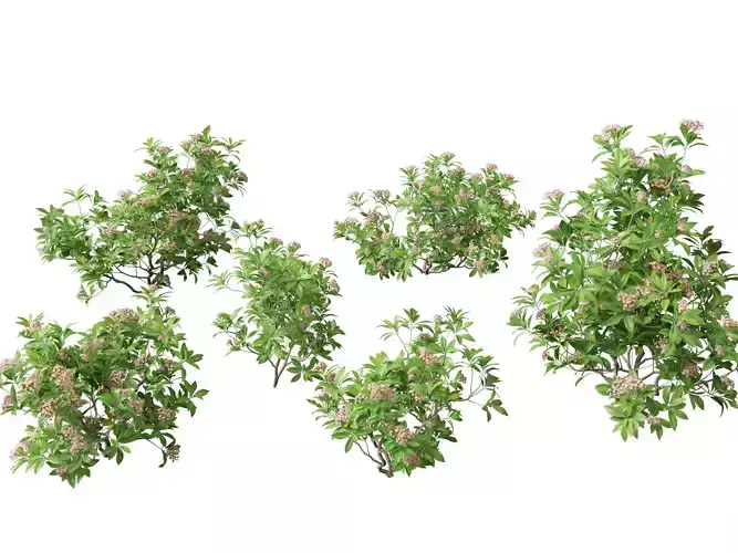 Kalmia latifolia - Mountain laurel  3D model