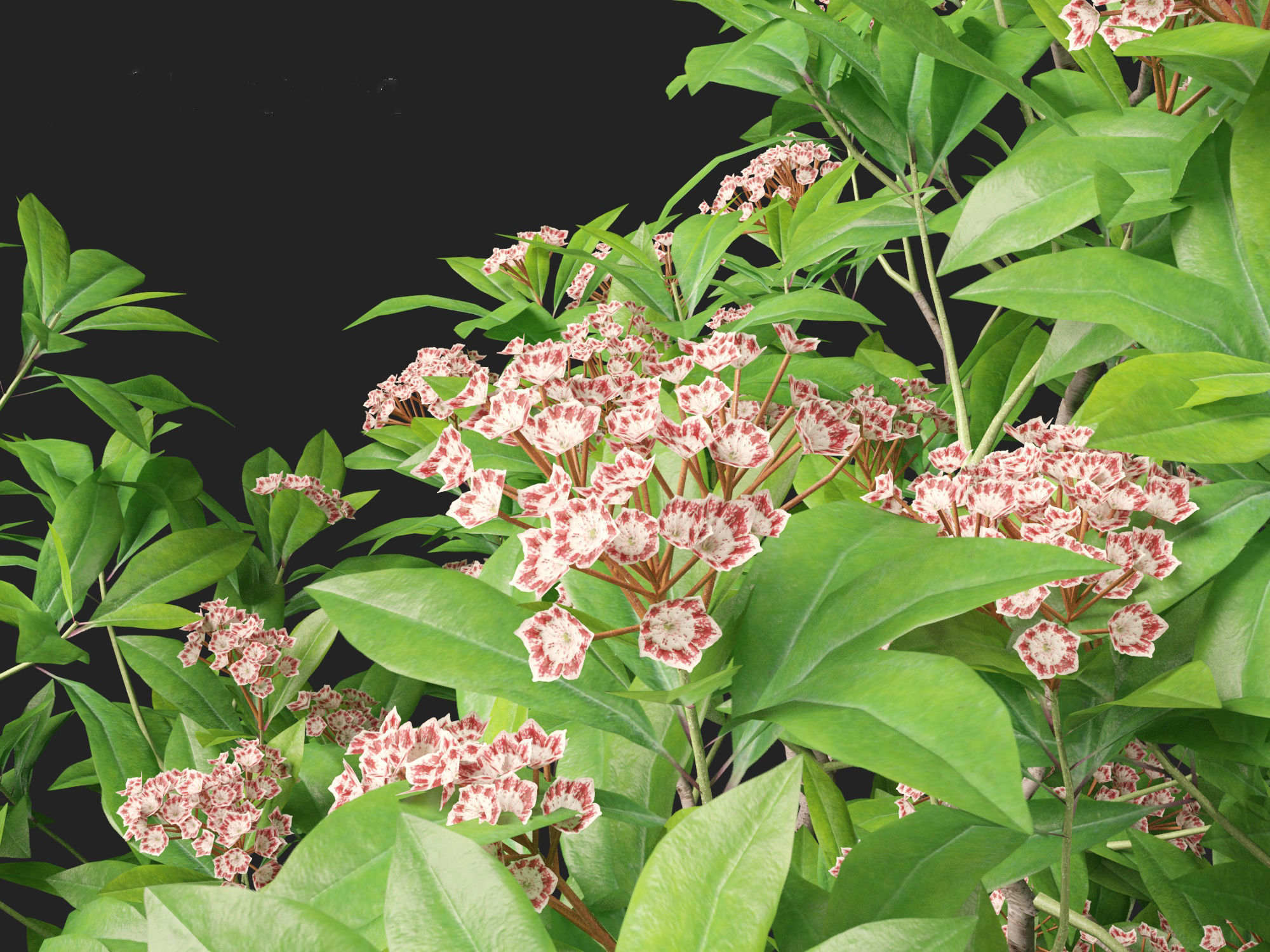 Kalmia latifolia - Mountain laurel  3D model_2