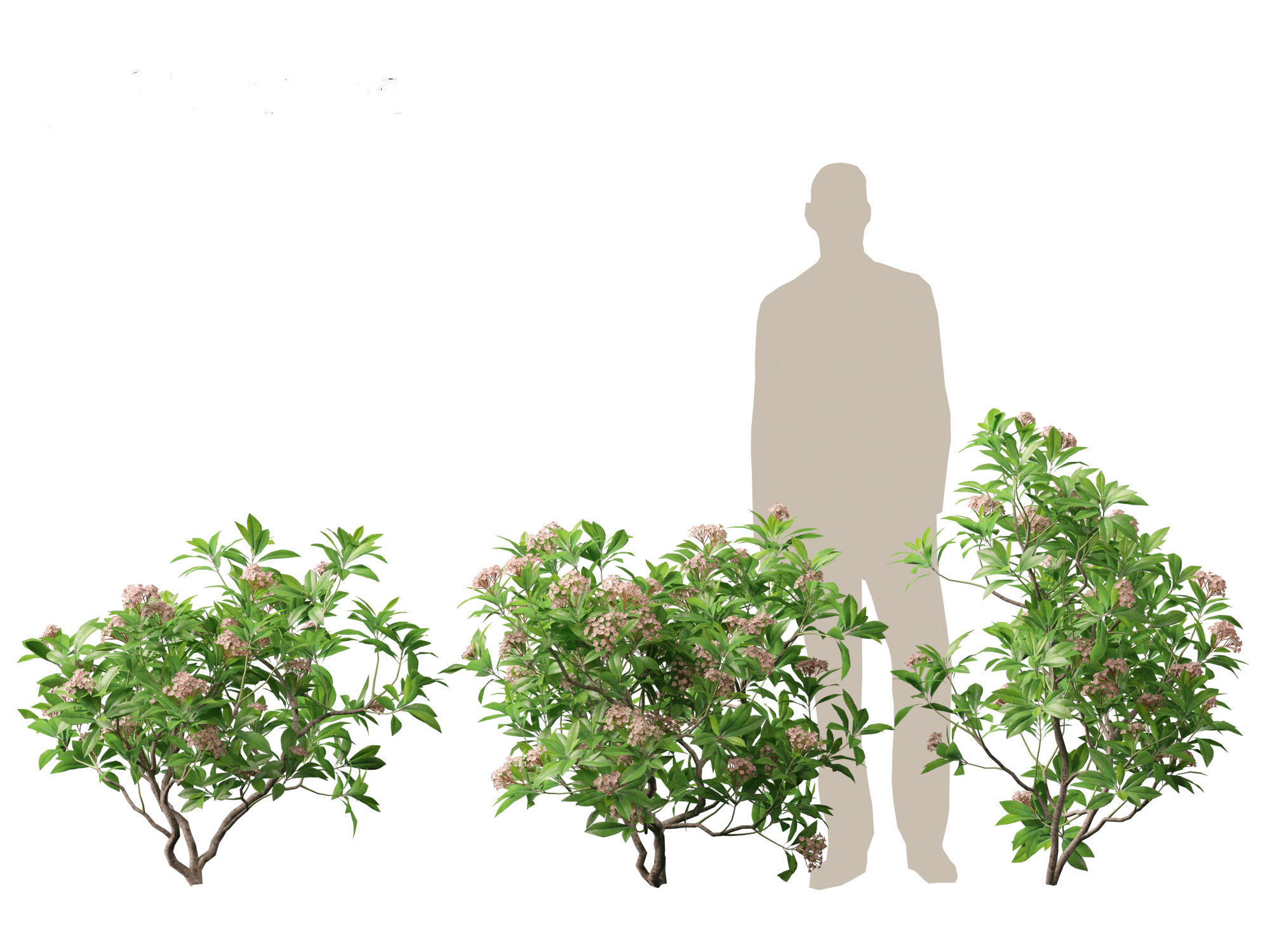 Kalmia latifolia - Mountain laurel  3D model_4