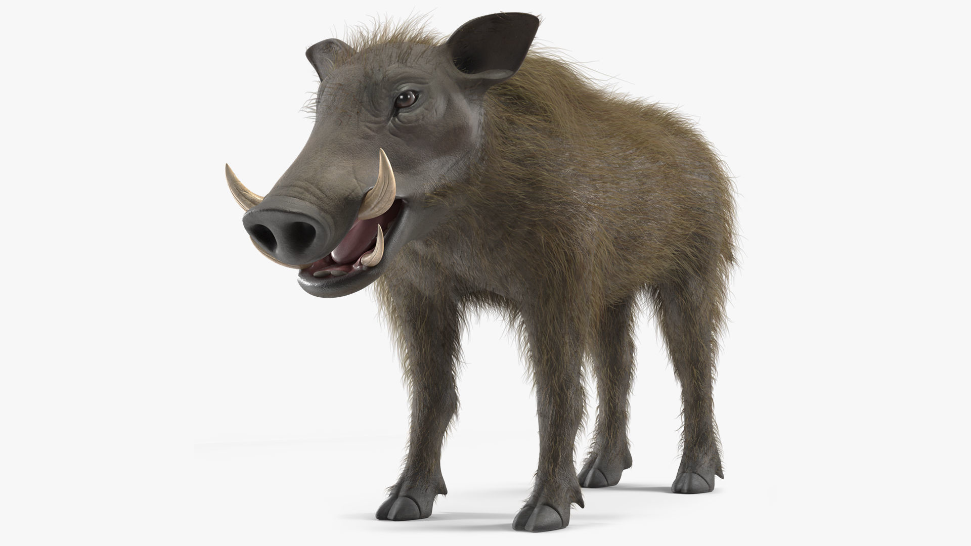 Southern Warthog Base Pose Fur 3D model