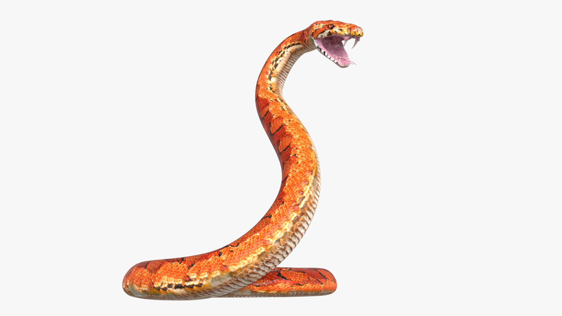 Snake rigged 3D model_2