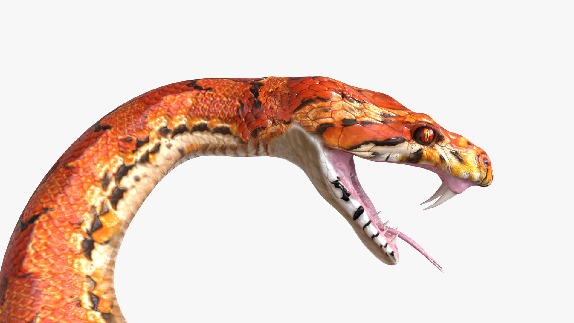 Snake rigged 3D model_1