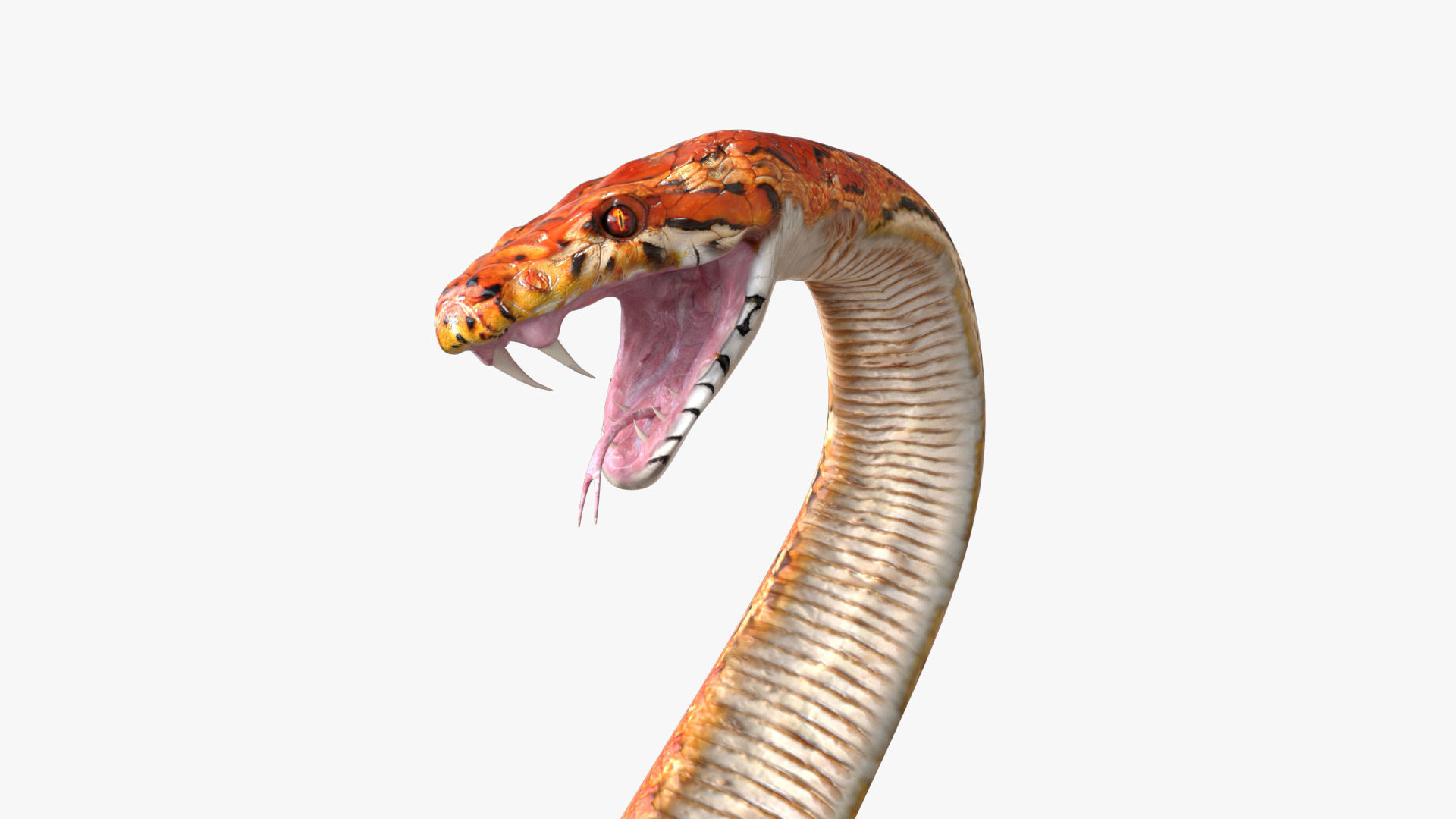 Snake rigged 3D model_5