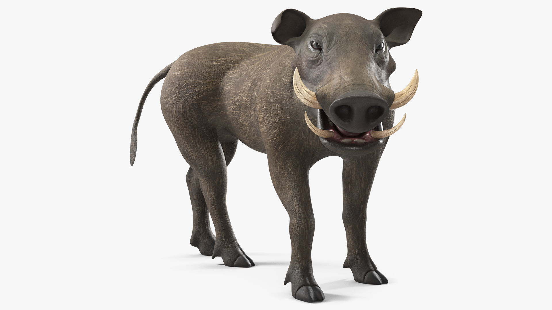 Southern Warthog Rigged 3D model