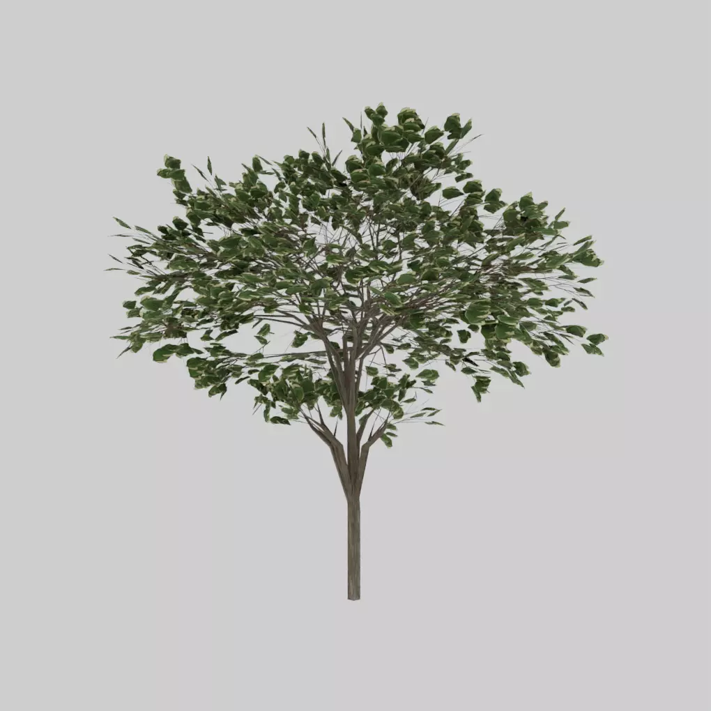 LowPOly Tree  Free 3D model_0