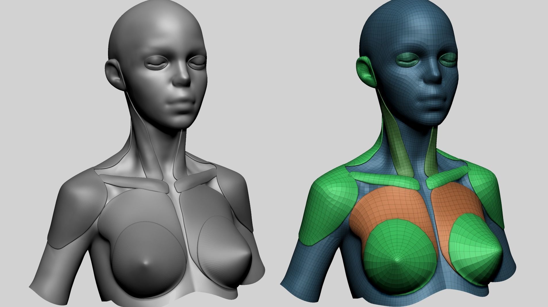 Stylized Female Anatomy - Upper 3D model_1