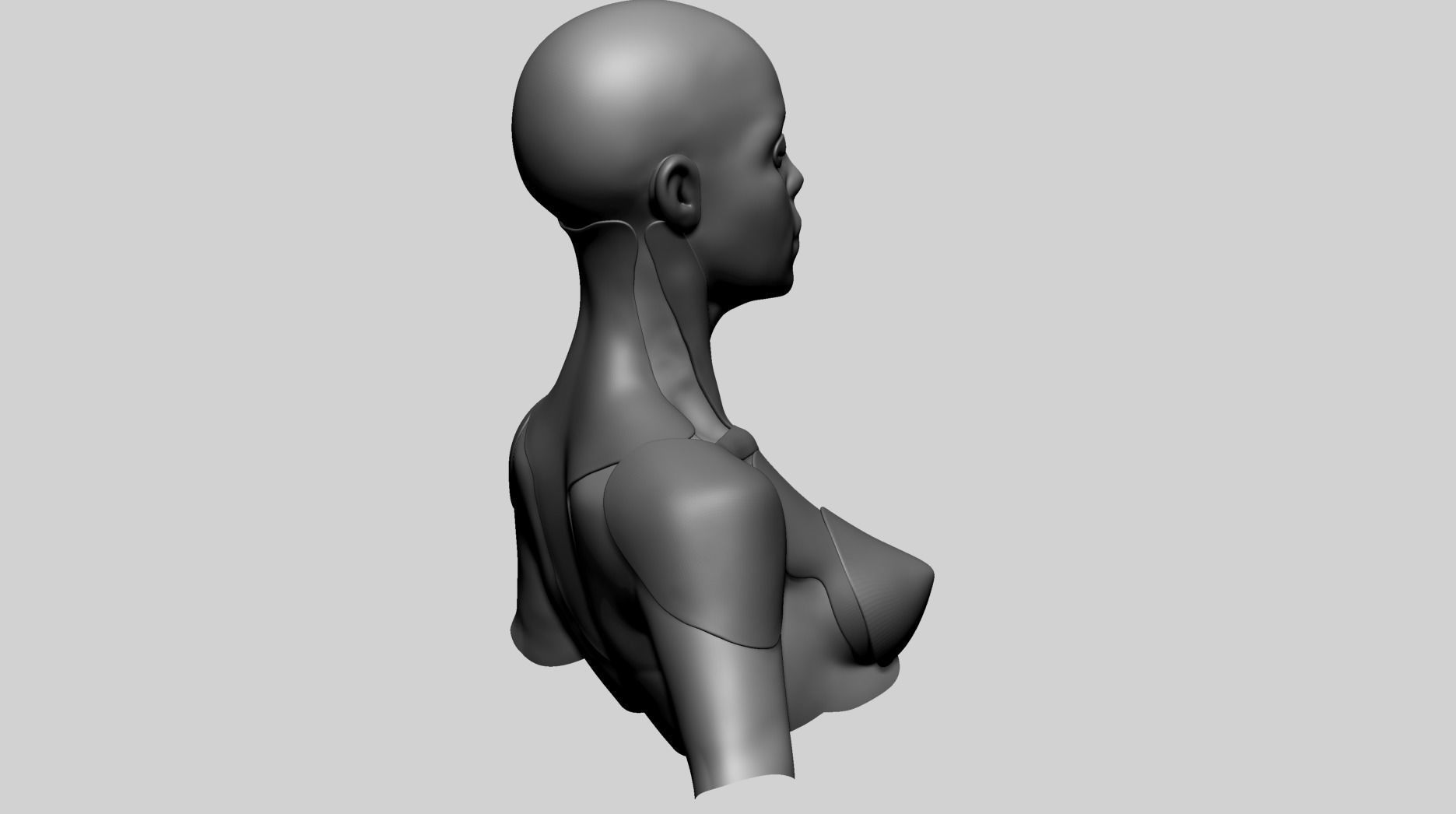 Stylized Female Anatomy - Upper 3D model_6