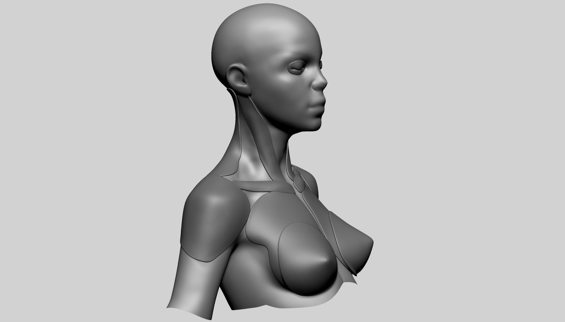 Stylized Female Anatomy - Upper 3D model_5