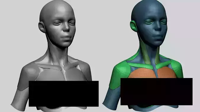 Stylized Female Anatomy - Upper 3D model
