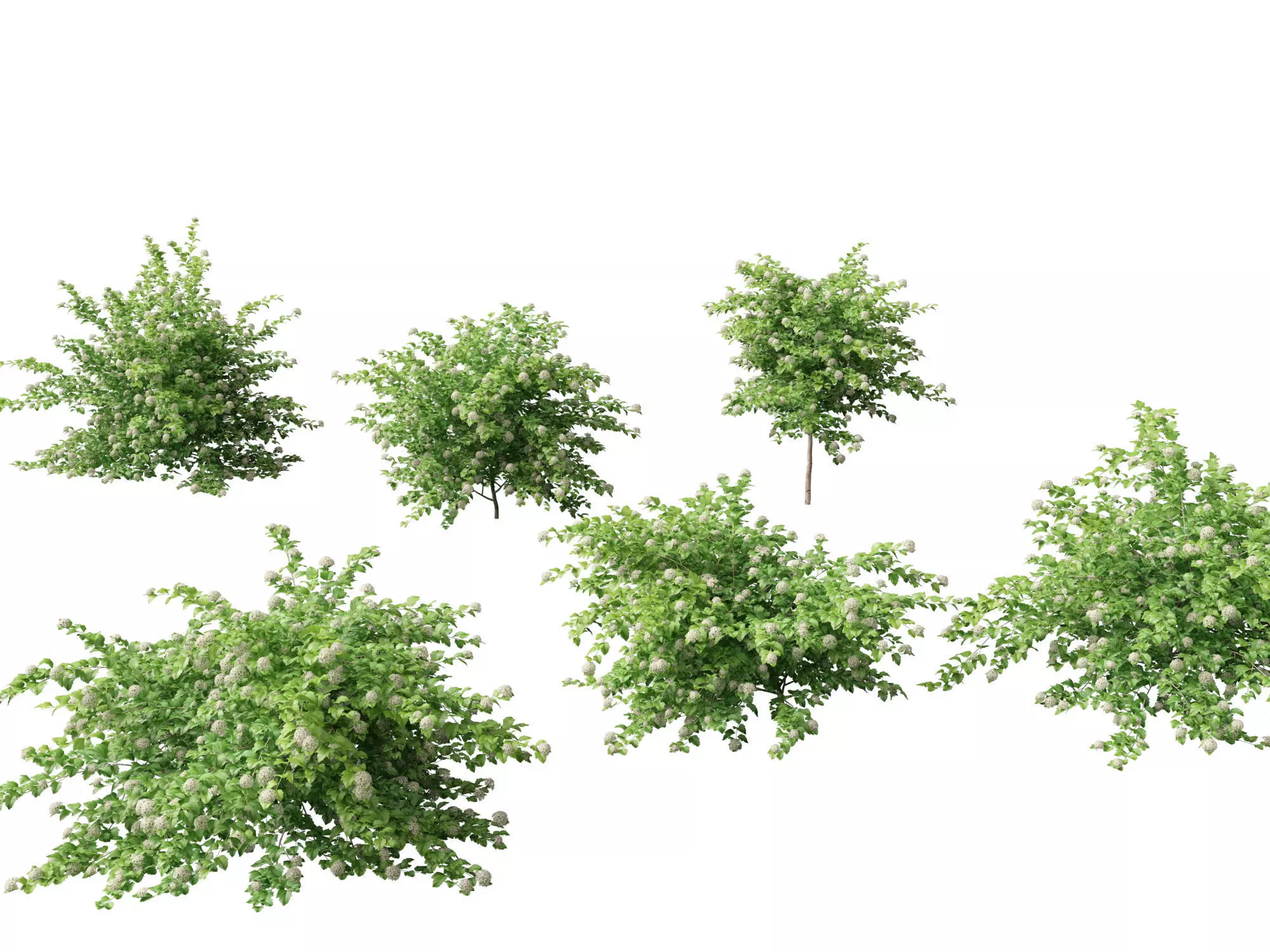 Physocarpus opulifolius - Common ninebark 3D model_0