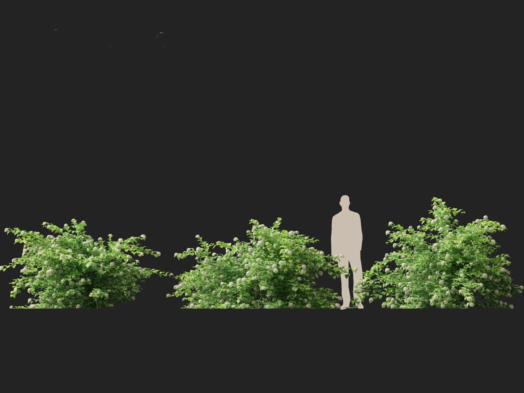 Physocarpus opulifolius - Common ninebark 3D model_5