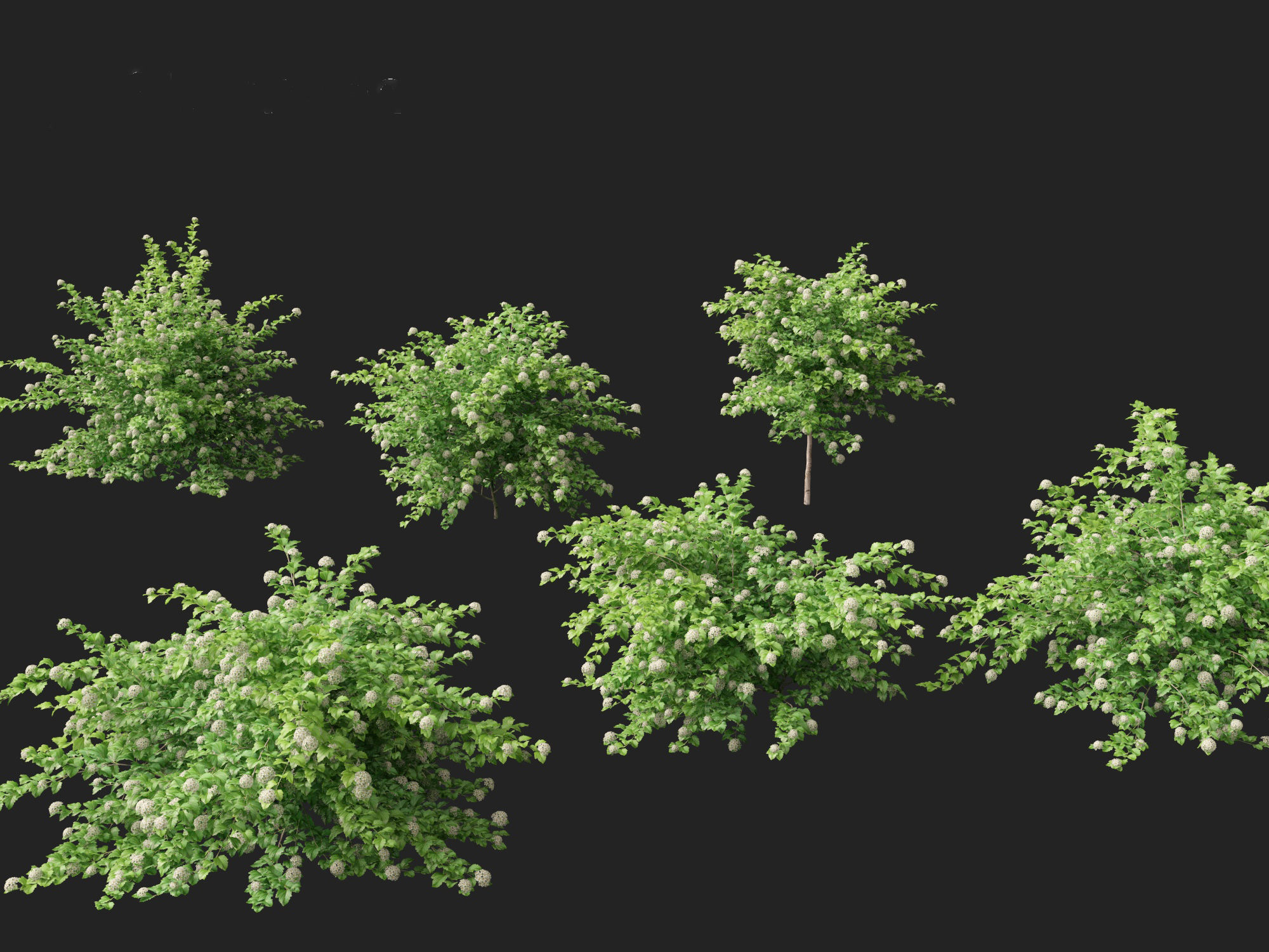 Physocarpus opulifolius - Common ninebark 3D model_8