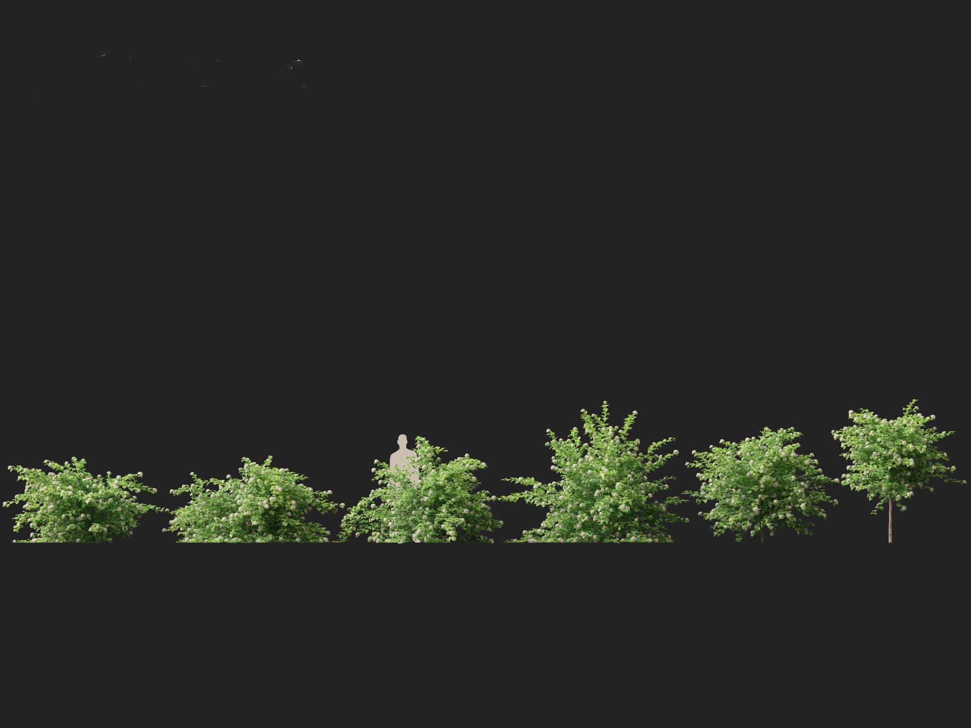 Physocarpus opulifolius - Common ninebark 3D model_3