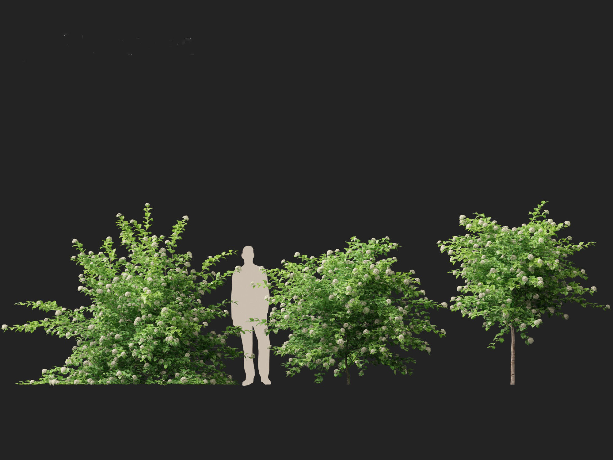 Physocarpus opulifolius - Common ninebark 3D model_7