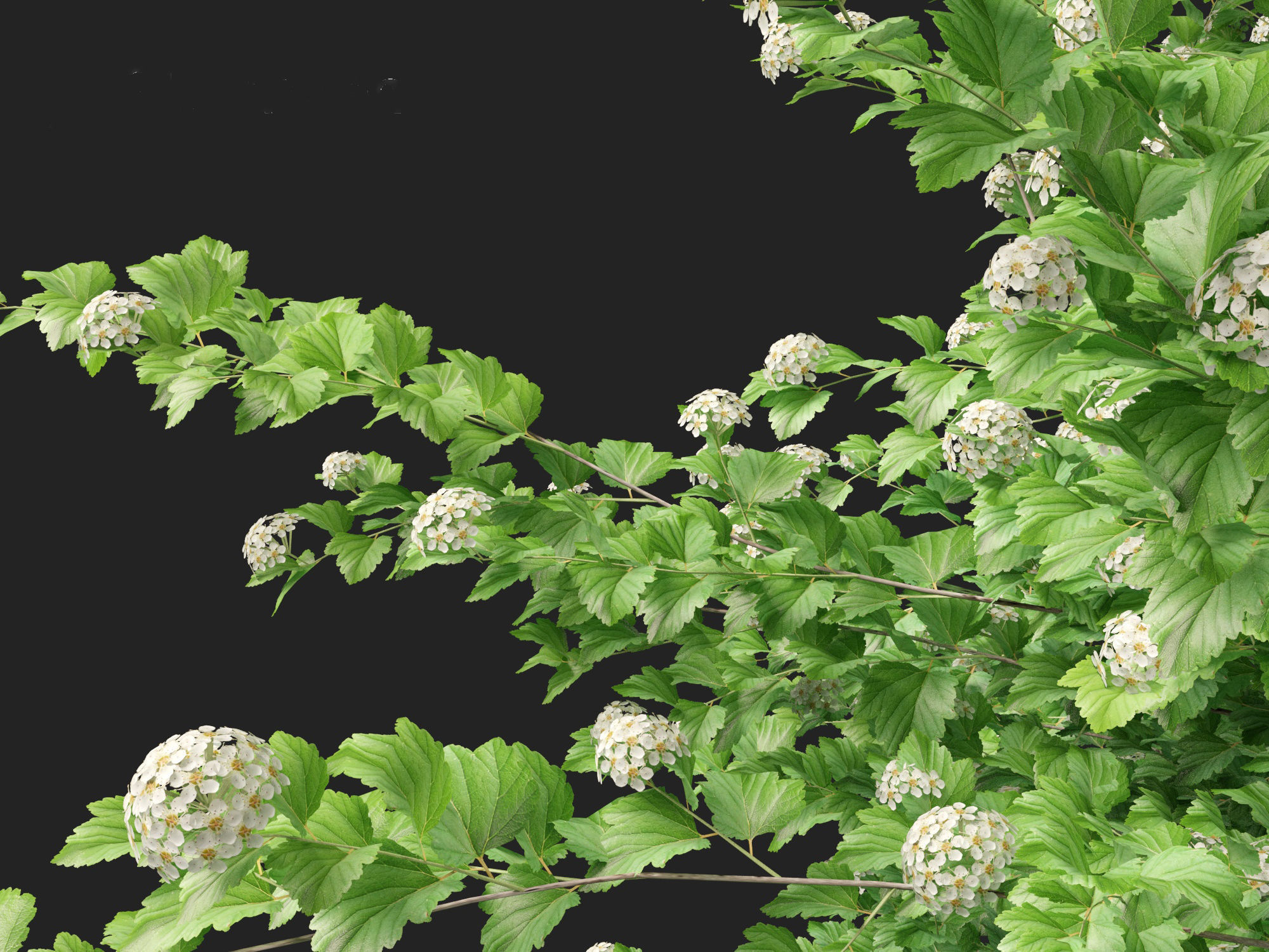 Physocarpus opulifolius - Common ninebark 3D model_2