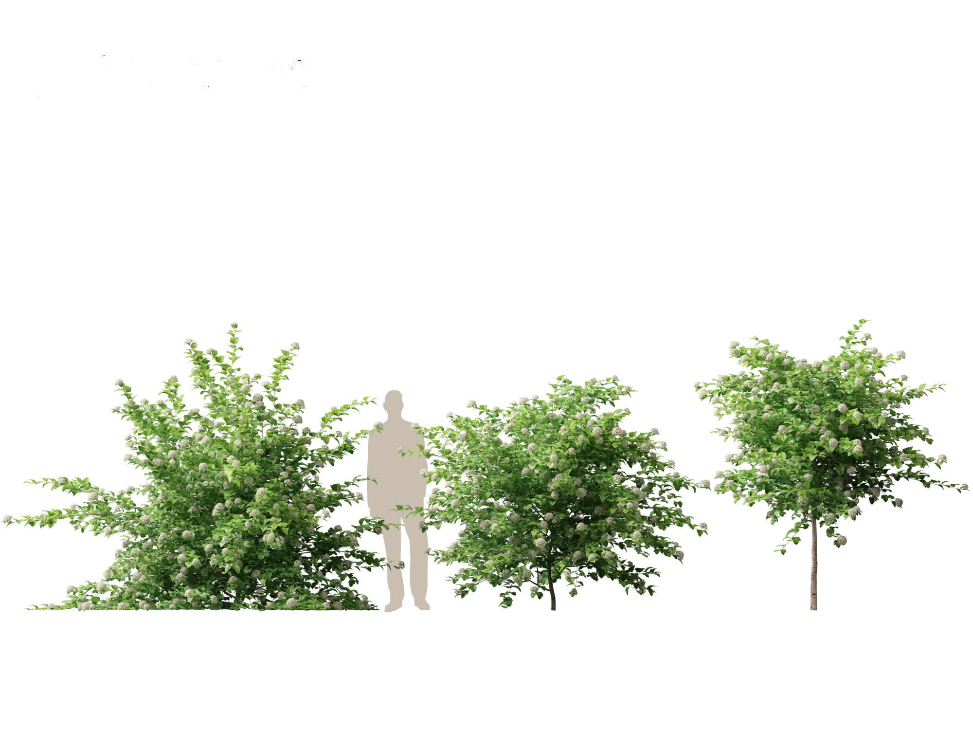 Physocarpus opulifolius - Common ninebark 3D model_6