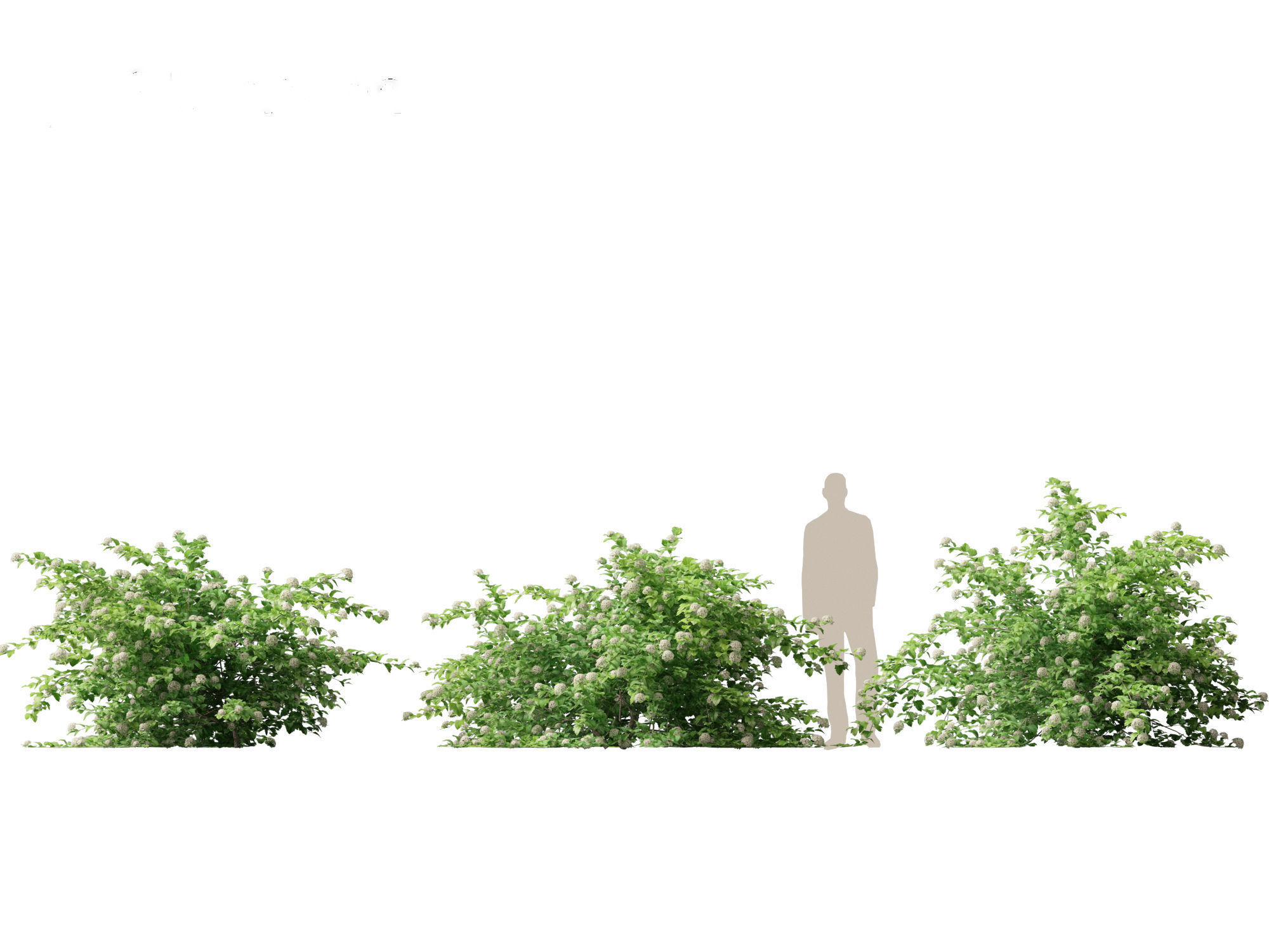 Physocarpus opulifolius - Common ninebark 3D model_4