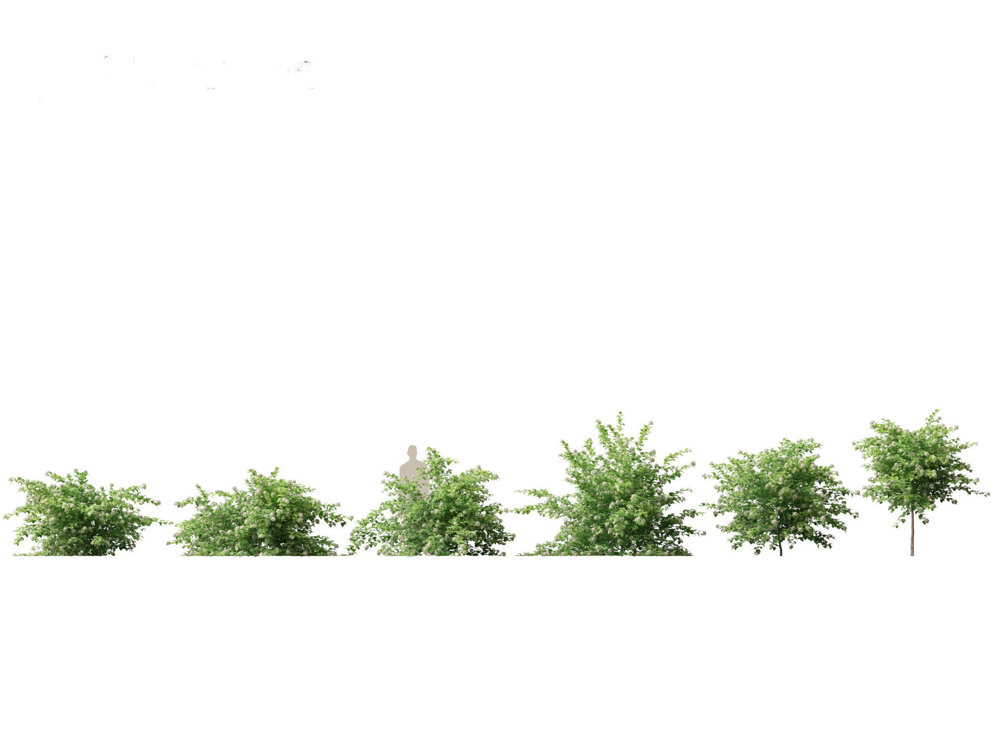 Physocarpus opulifolius - Common ninebark 3D model_1