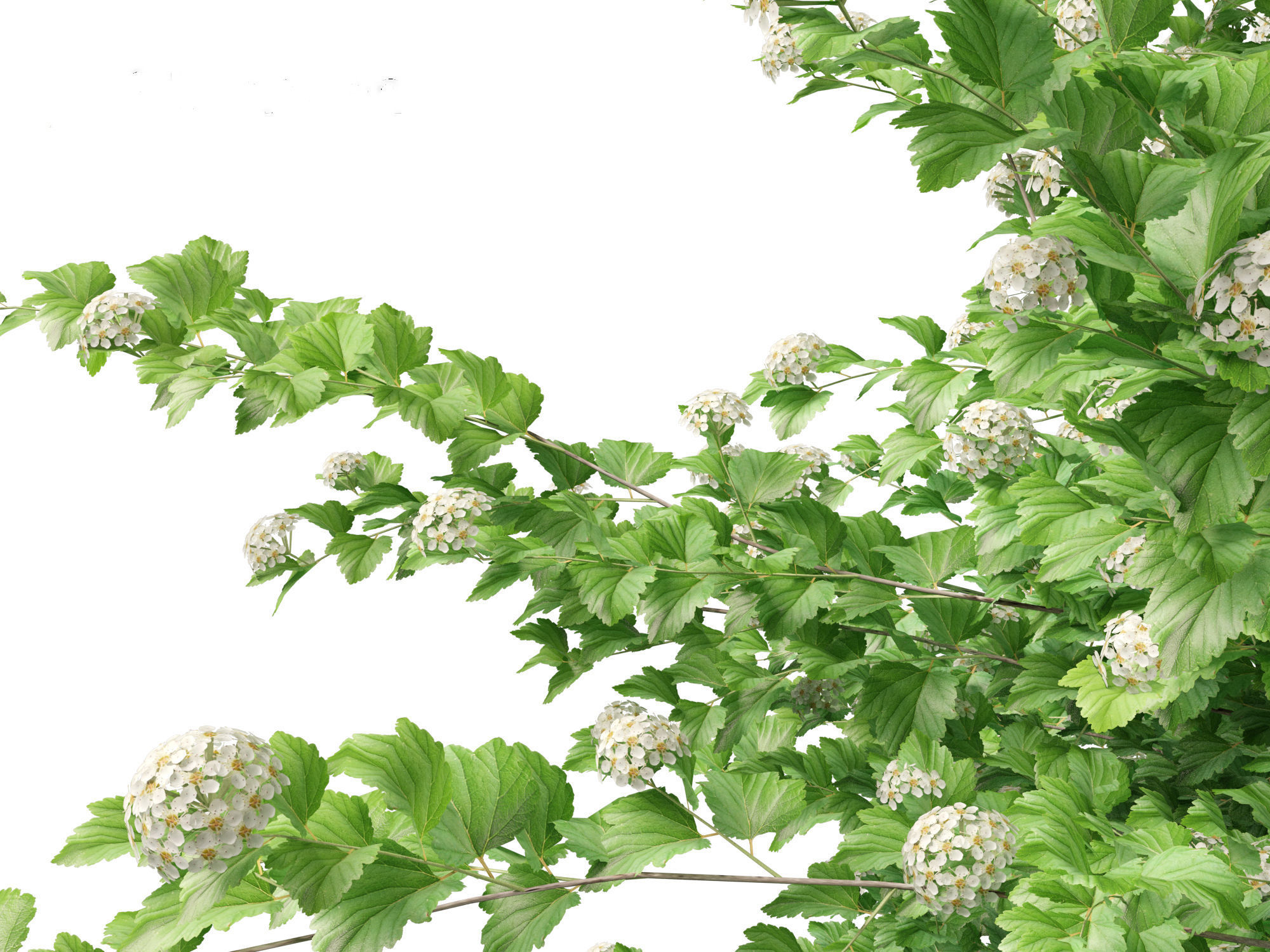 Physocarpus opulifolius - Common ninebark 3D model_9
