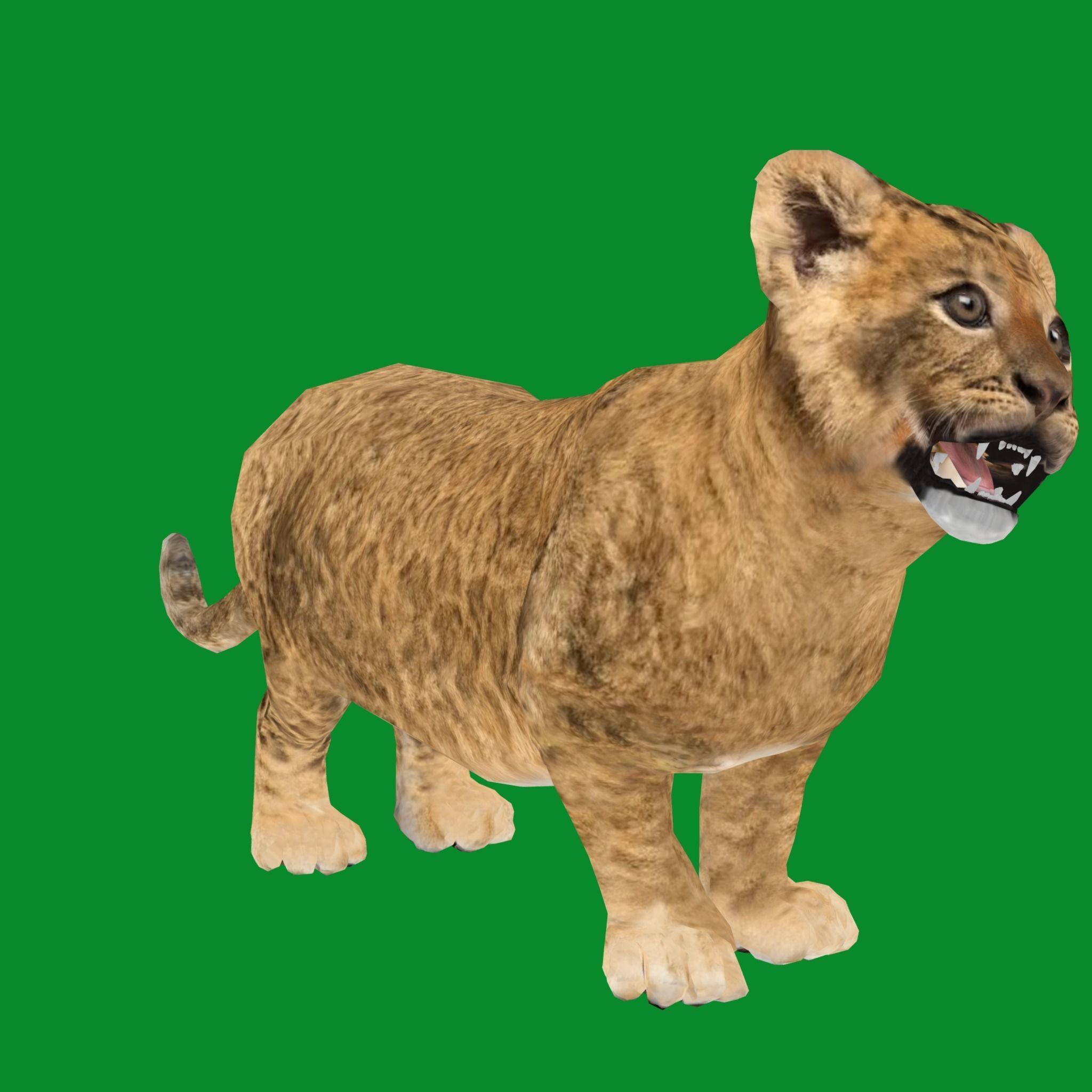 Young Lion Cub Low-poly 3D model_19