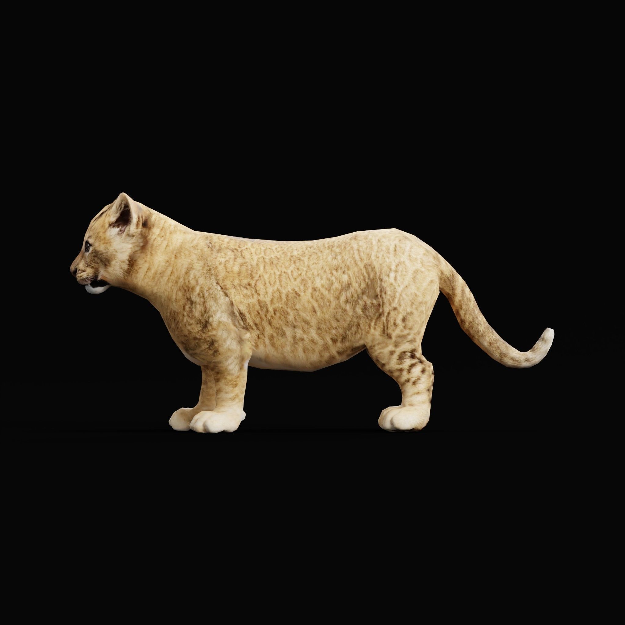 Young Lion Cub Low-poly 3D model_33