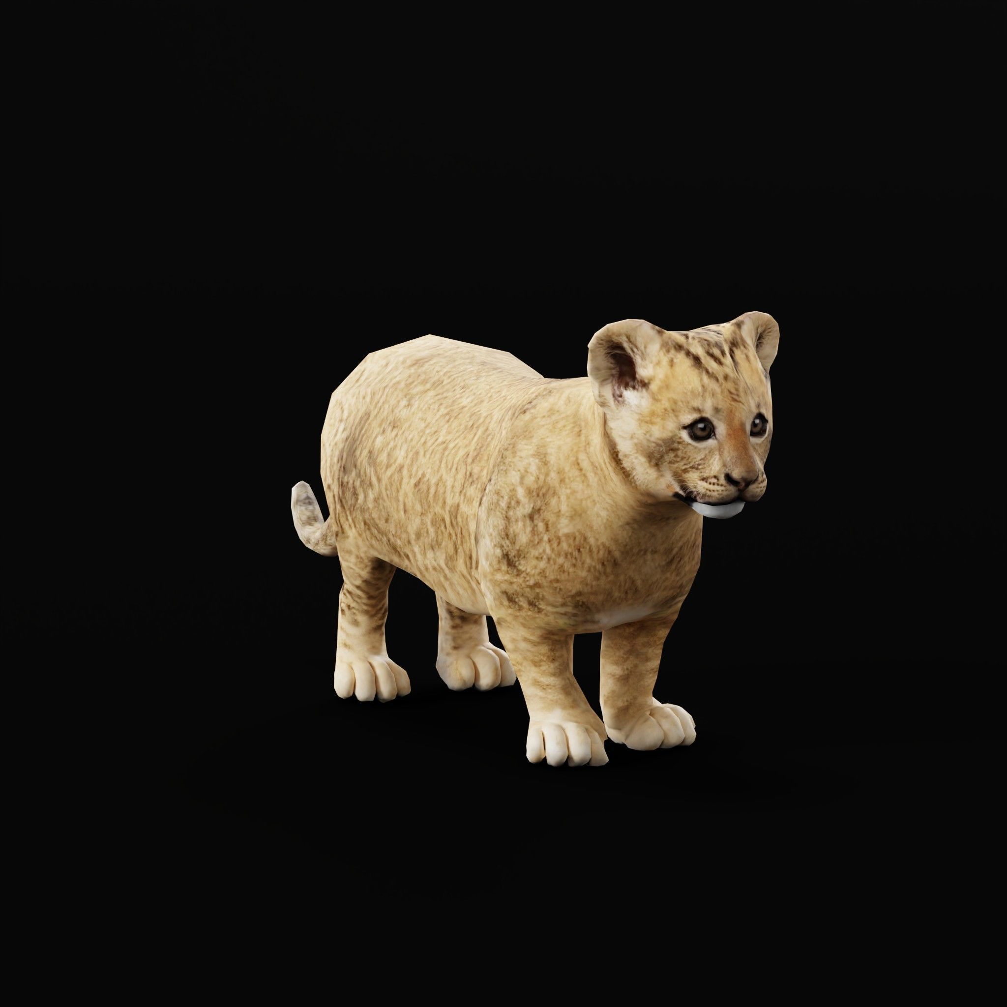 Young Lion Cub Low-poly 3D model_31