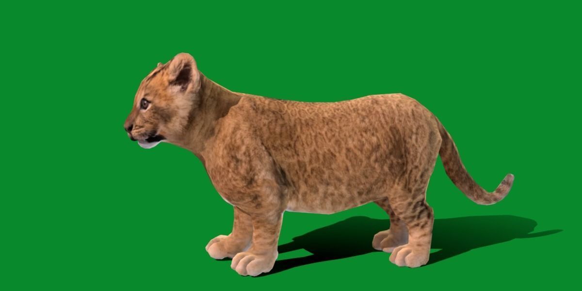 Young Lion Cub Low-poly 3D model_4