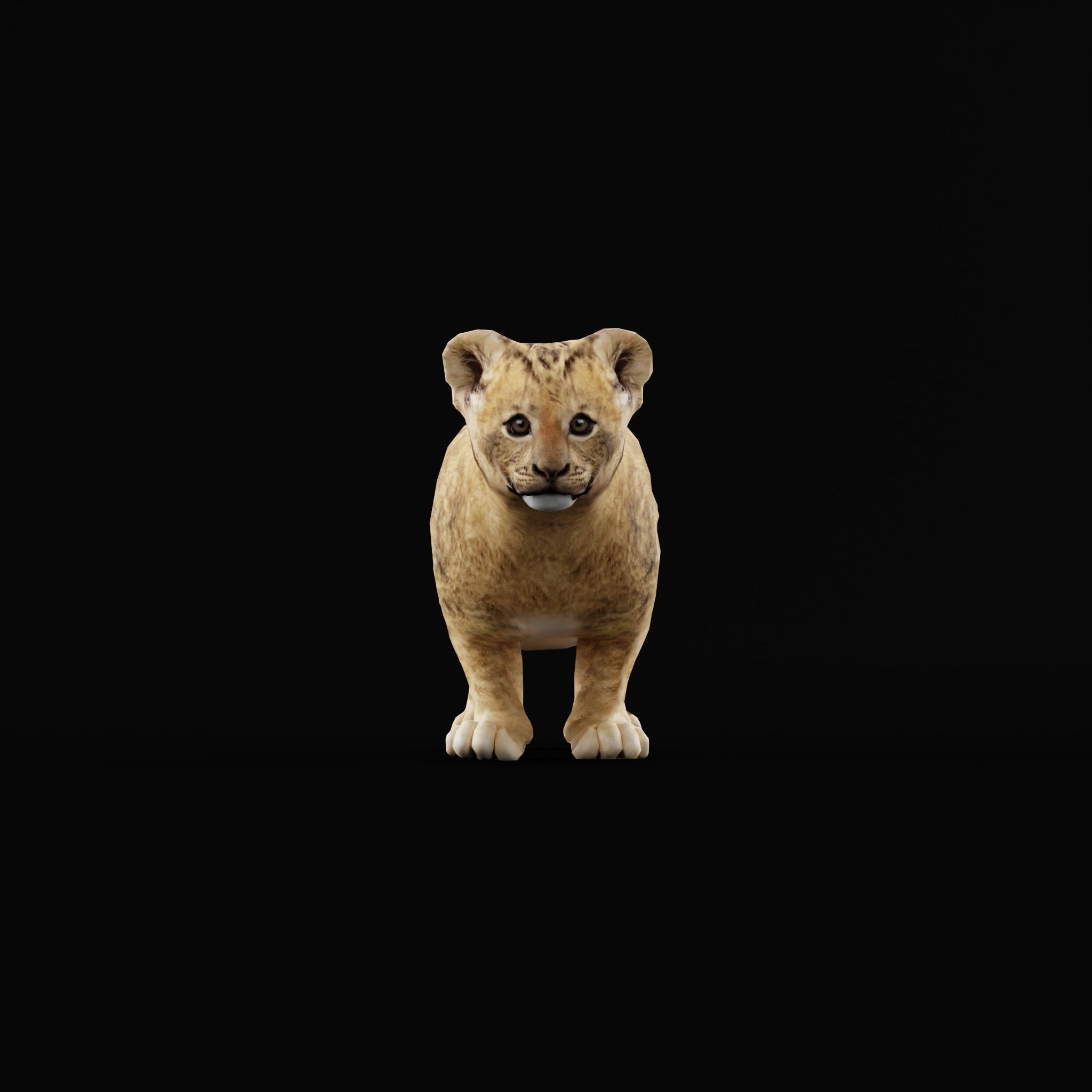 Young Lion Cub Low-poly 3D model_32