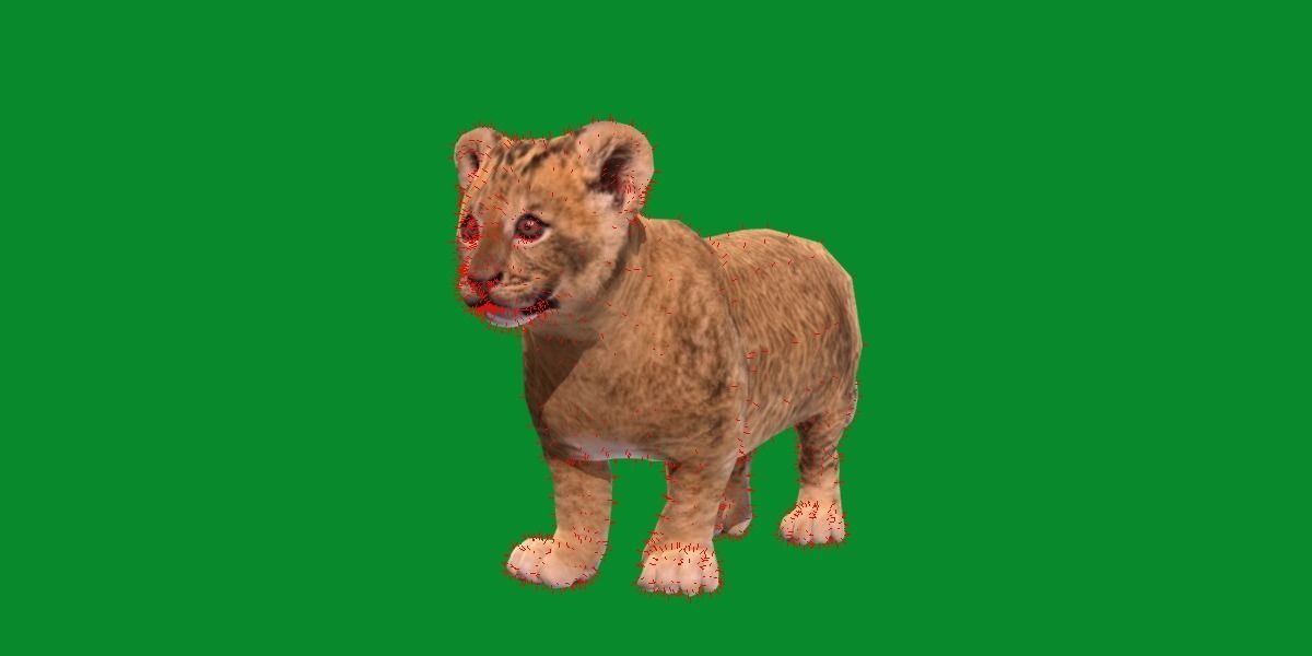 Young Lion Cub Low-poly 3D model_11