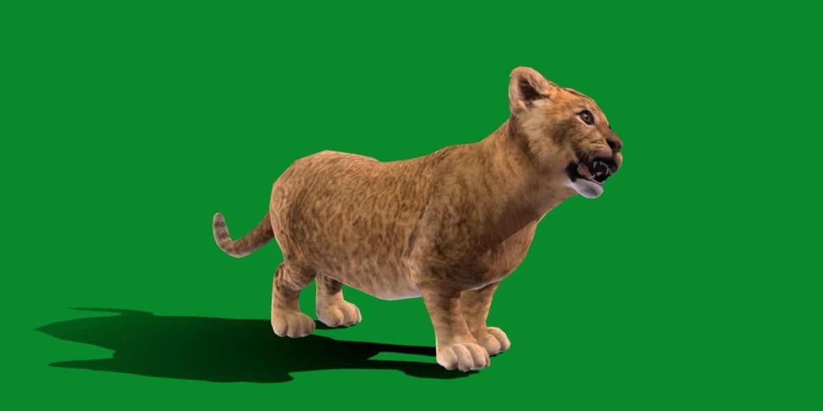 Young Lion Cub Low-poly 3D model_20
