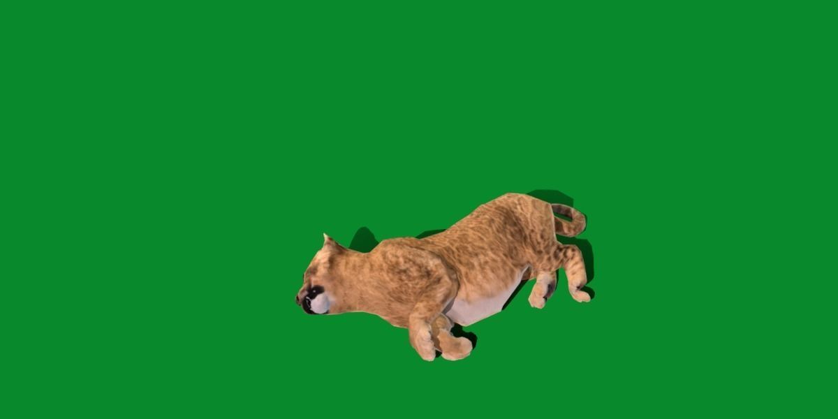 Young Lion Cub Low-poly 3D model_16