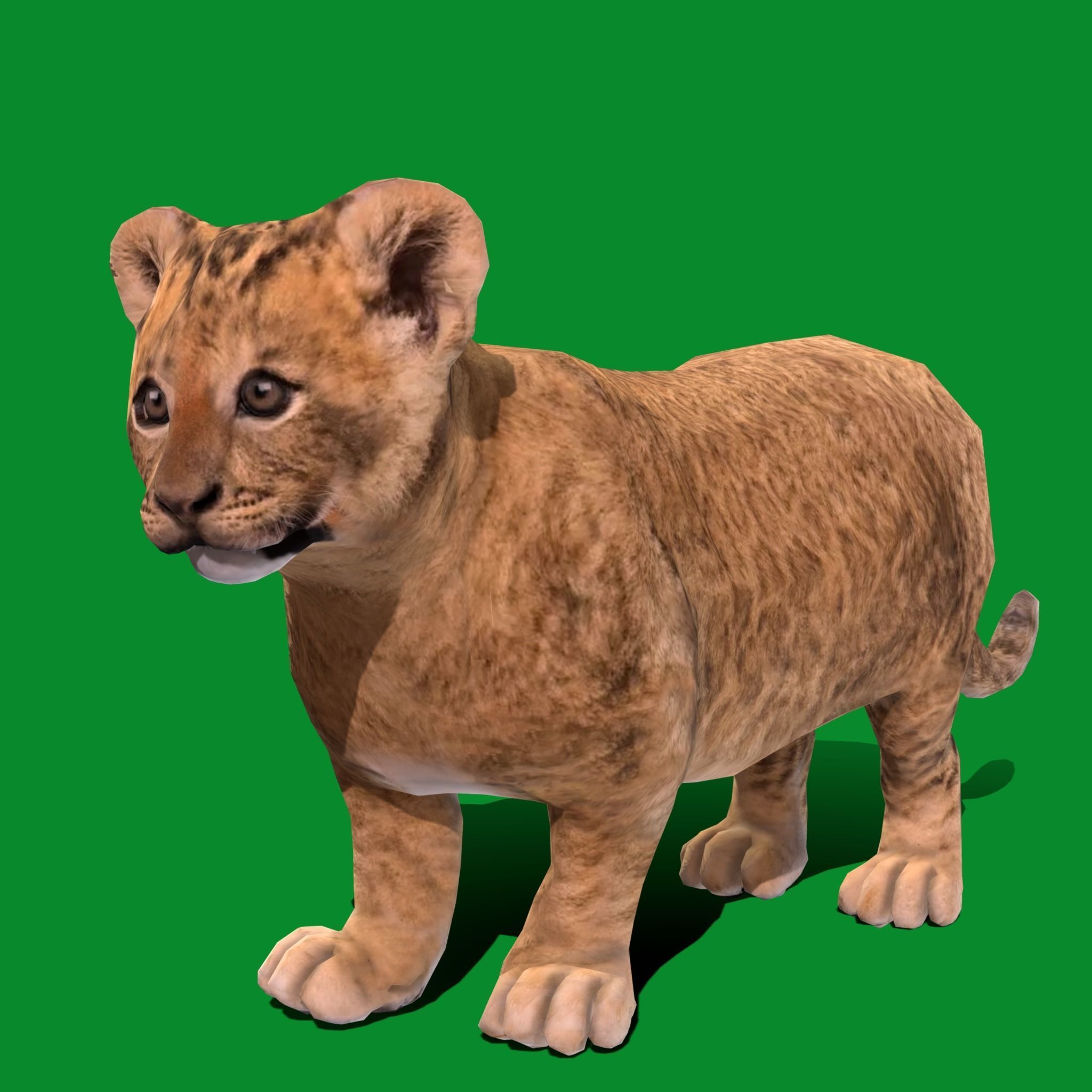 Young Lion Cub Low-poly 3D model_18