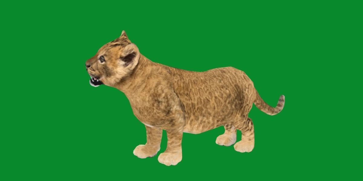 Young Lion Cub Low-poly 3D model_24