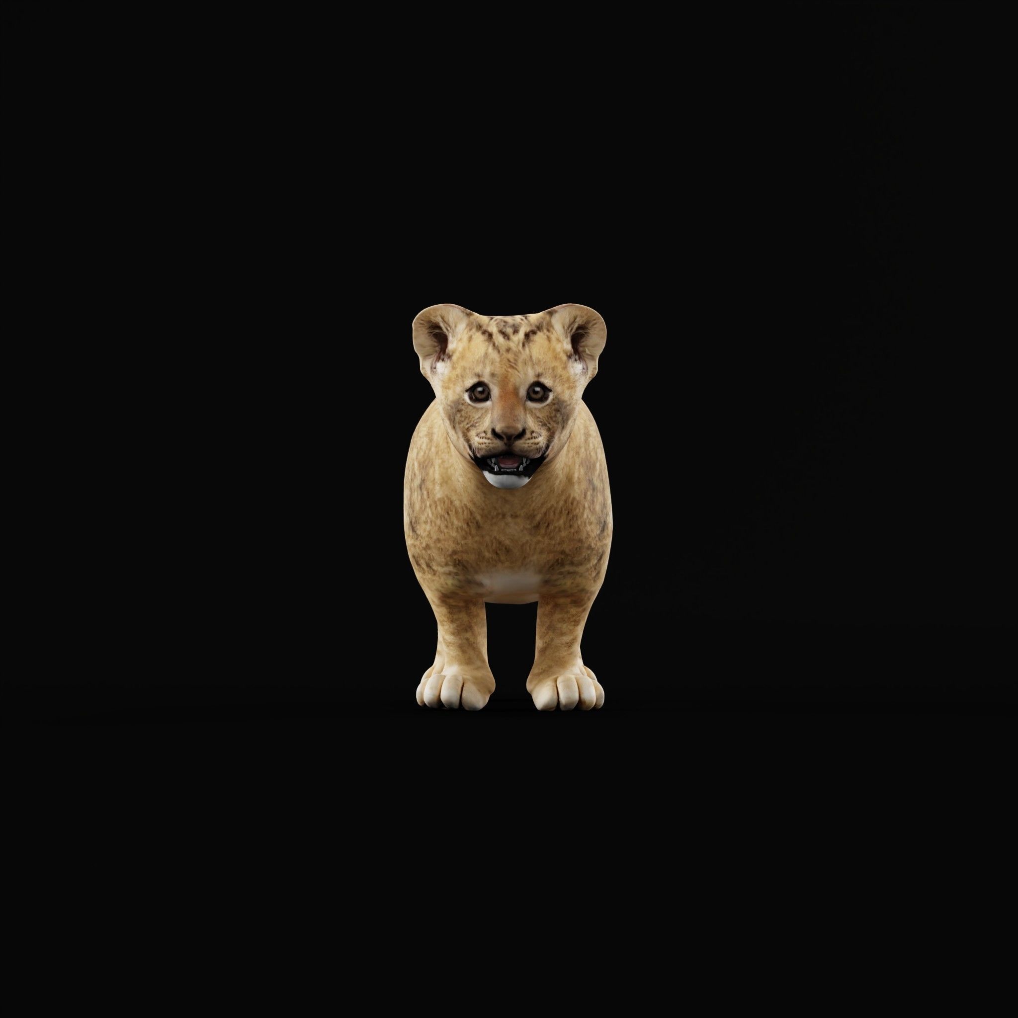 Young Lion Cub Low-poly 3D model_28