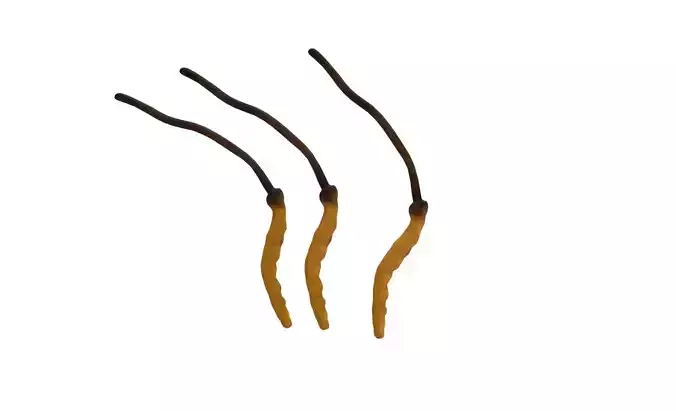 Cordyceps low poly 