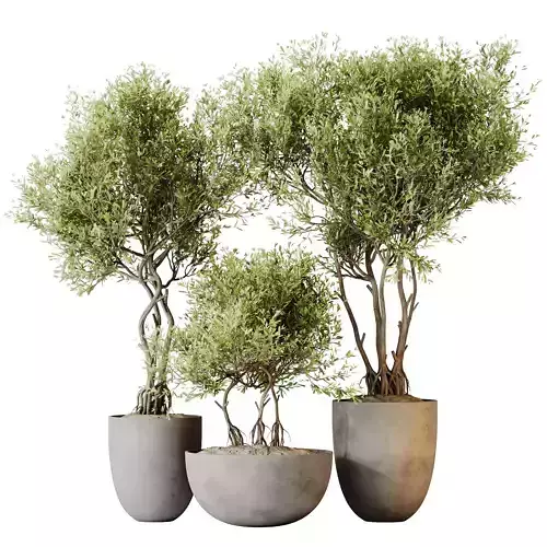 Kalamata Leccino Arbequina Wilsonii Chemlali Olive Set 29 3D model