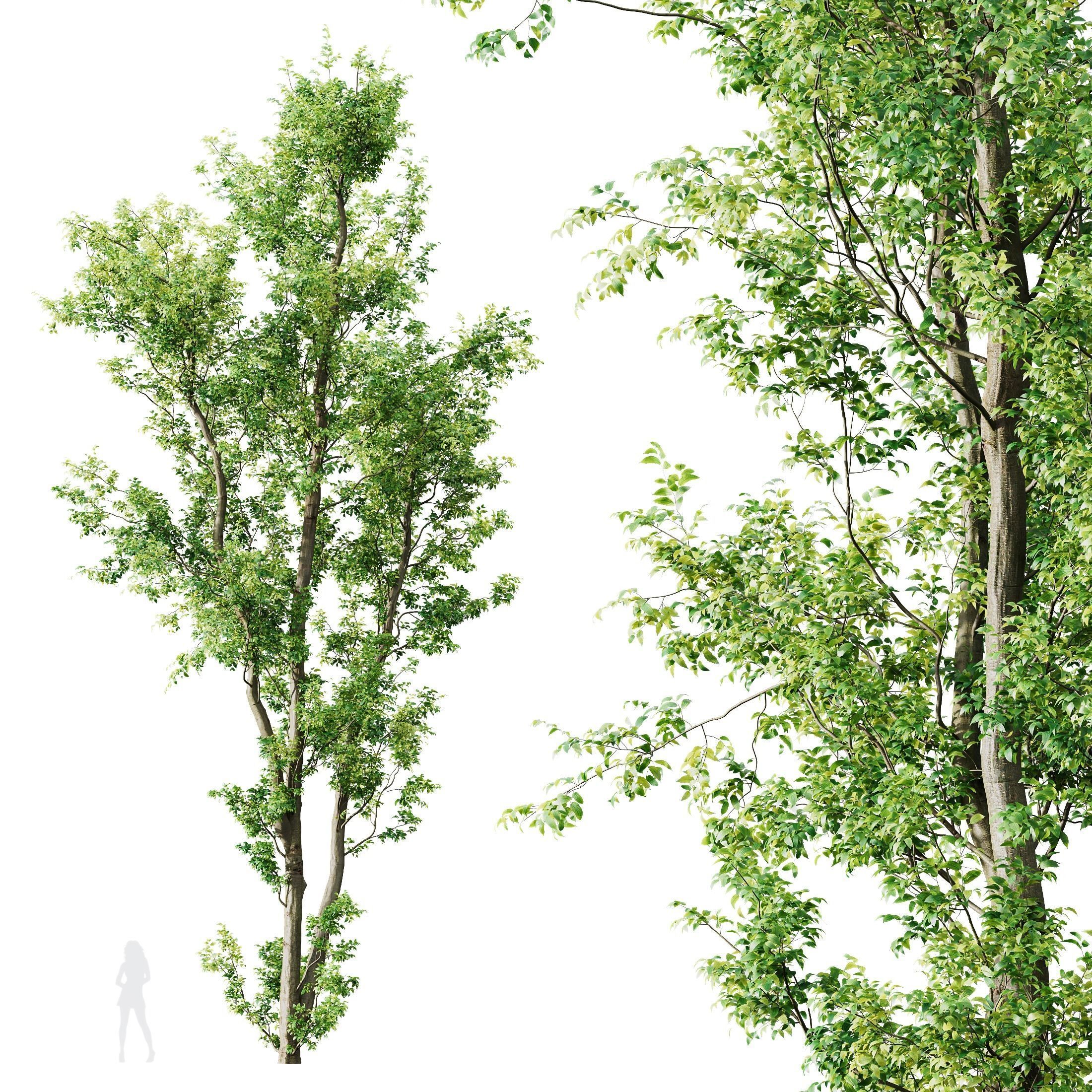 Celtis Australis 04 3D model_2