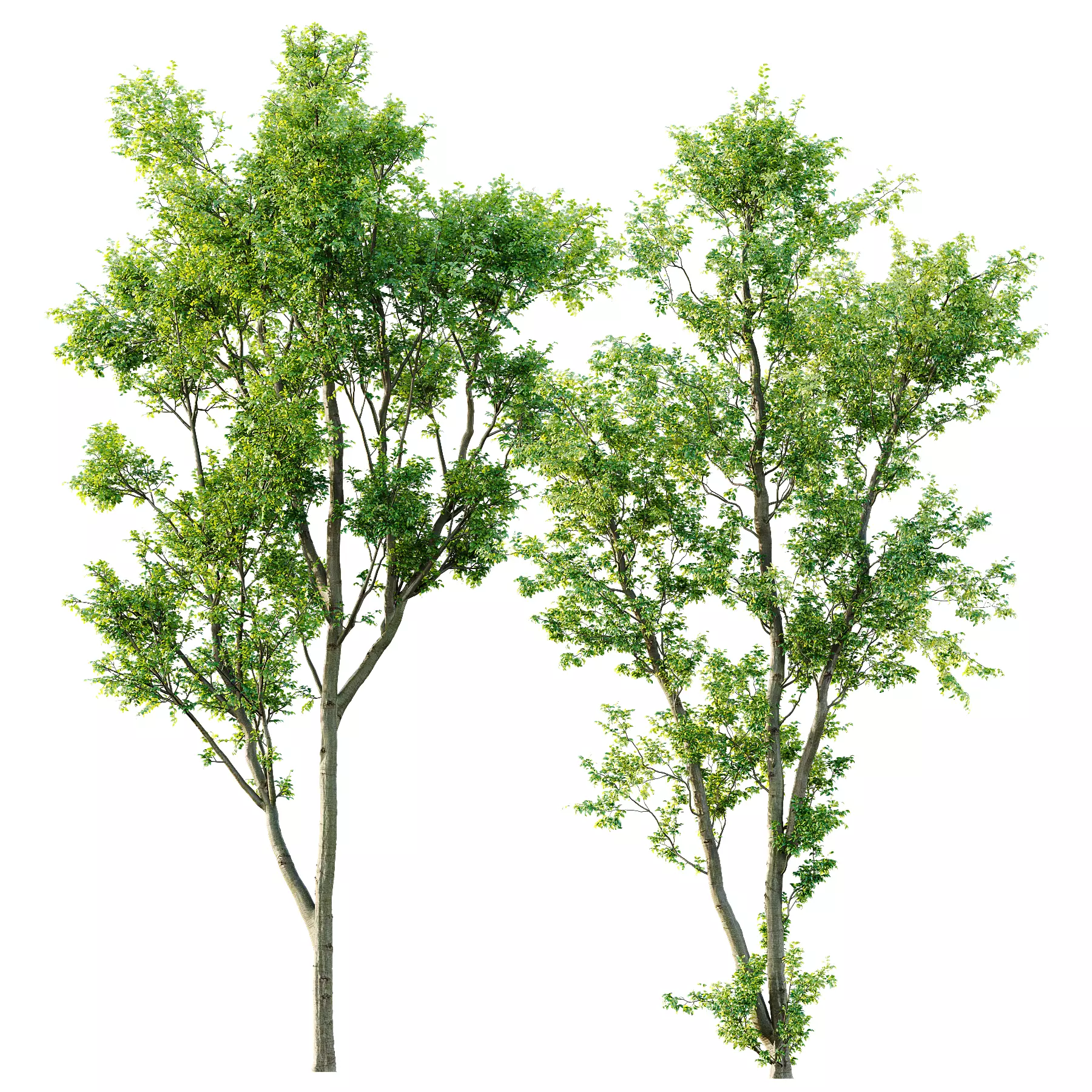 Celtis Australis 04 3D model_0